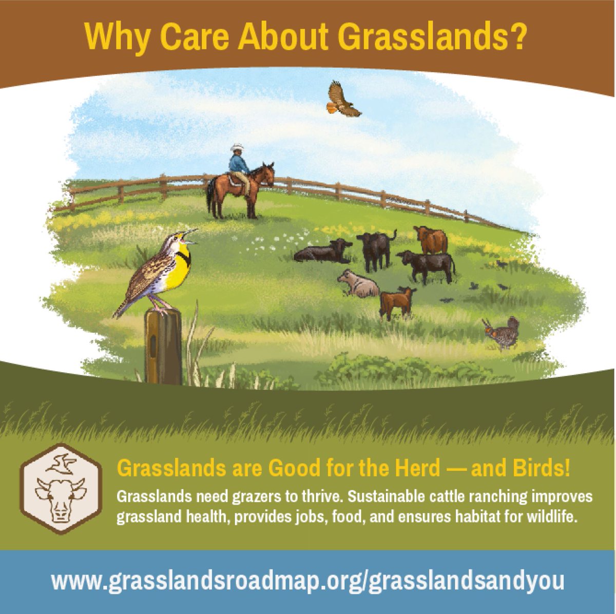 CRSB_beef's tweet photo. Good for the Herd &amp; Birds! Grasslands need grazers to thrive. Sustainable cattle ranching improves grassland health, provides jobs, food, and ensures habitat for wildlife. #COP15 #ForNature #biodiversity #sustainablebeef #crsbcertified

@BirdsCanada https://t.co/MtVDOvlie0