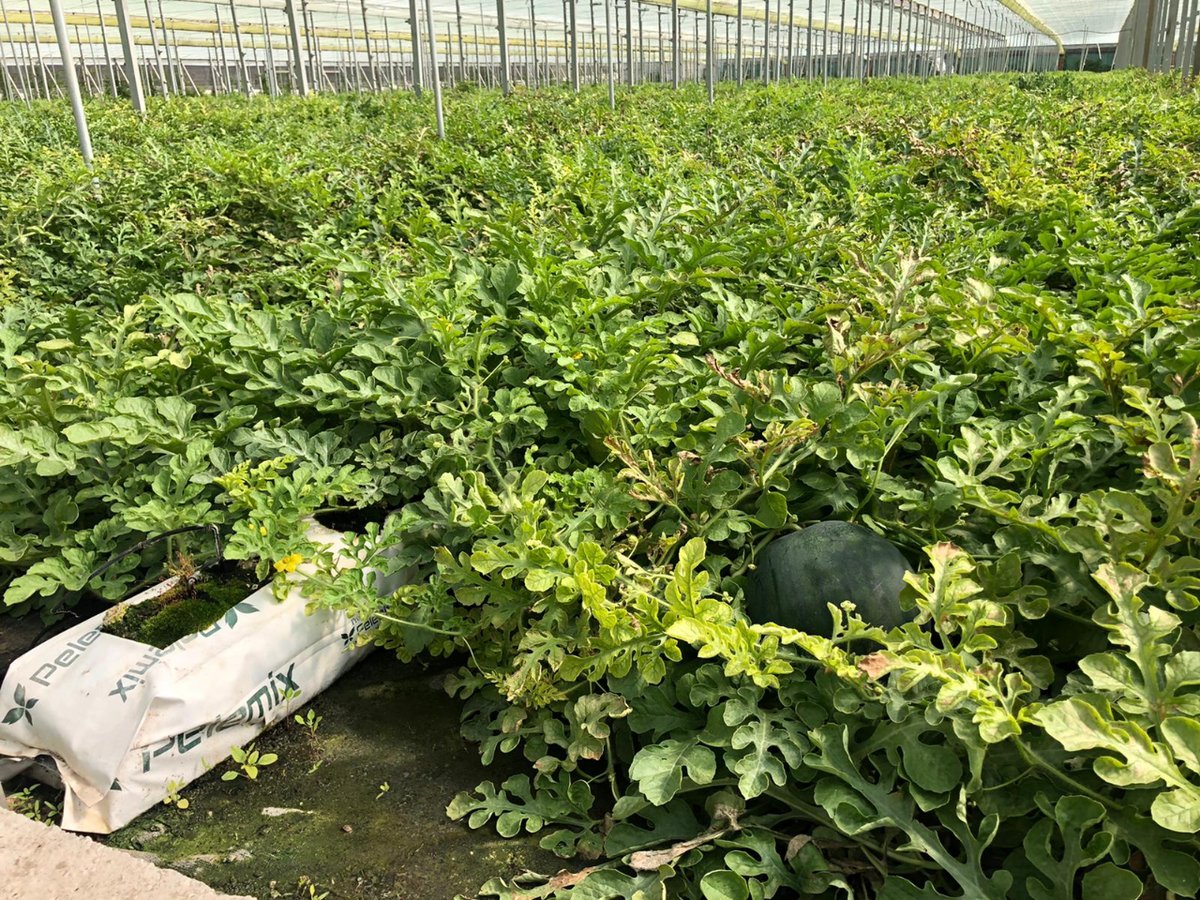 Bolsas de cultivo de #fibradecoco para todo tipo de hortalizas.
Ofrecemos a nuestros clientes soluciones en fibradecoco basadas en sus condiciones climáticas específicas, el tipo de invernadero, el sistema de riego y, sobre todo, el tipo de cultivo.