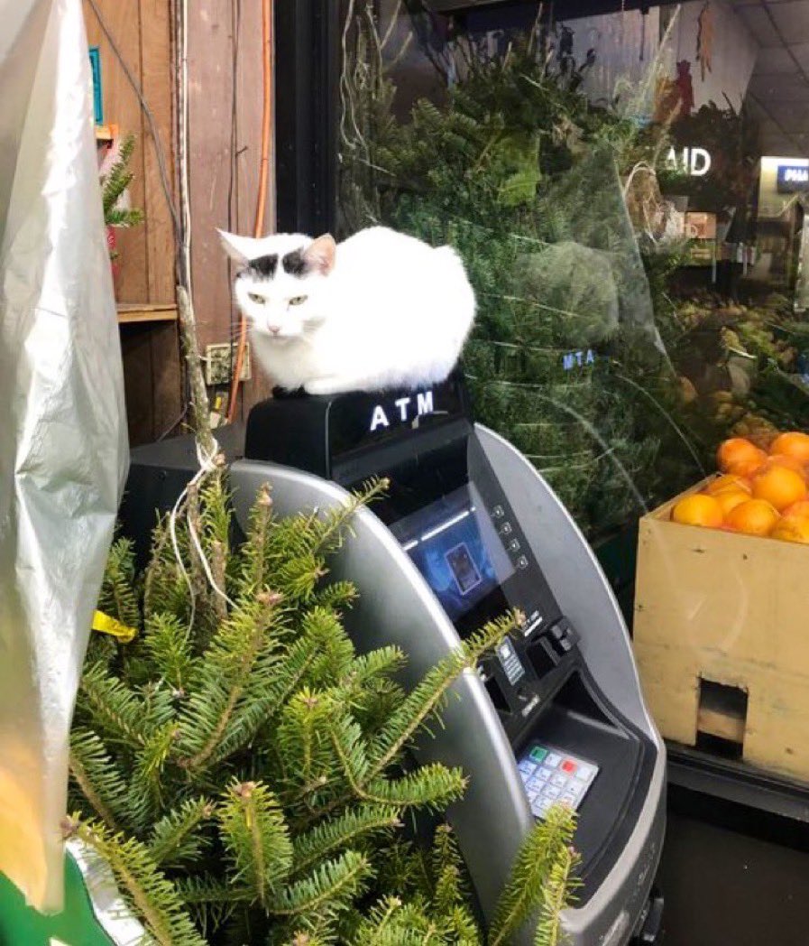 Bodegacats_'s tweet photo. https://t.co/ujFIVYmh18