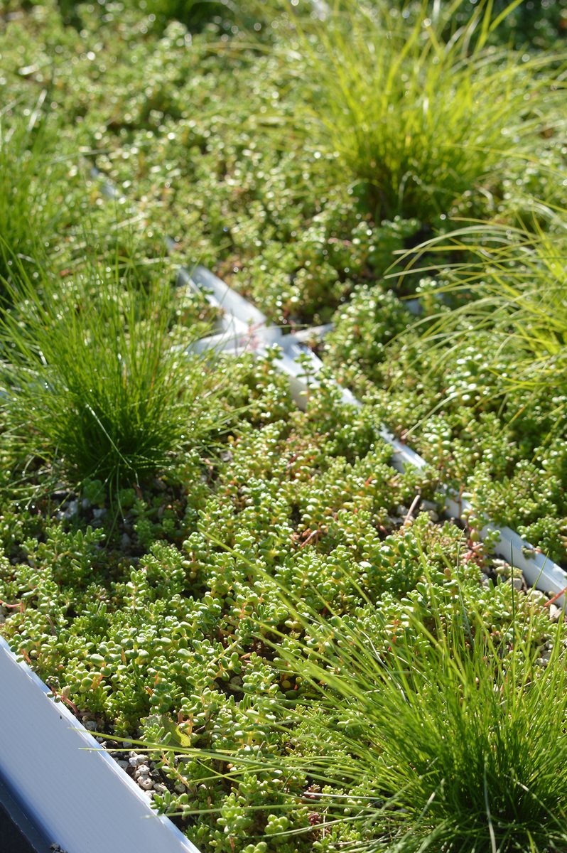 📢Psst! Have you heard?! 📢
NATS Nursery has expanded our LiveRoof territory! 🌿 We now grow LiveRoof green roofs not only for BC, Yukon and Alaska, but now also for two more states - Washington and Oregon!