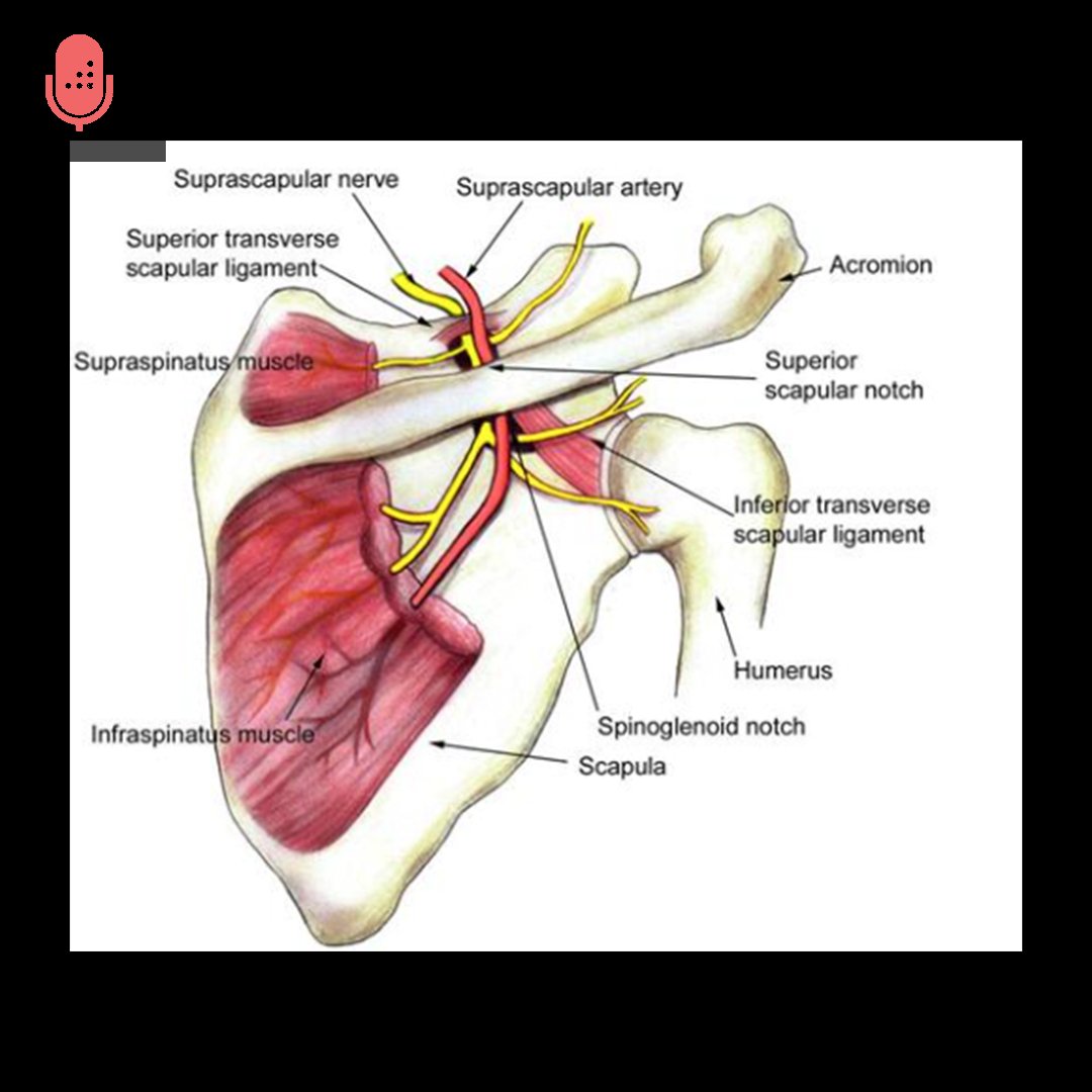 spinoglenoid notch