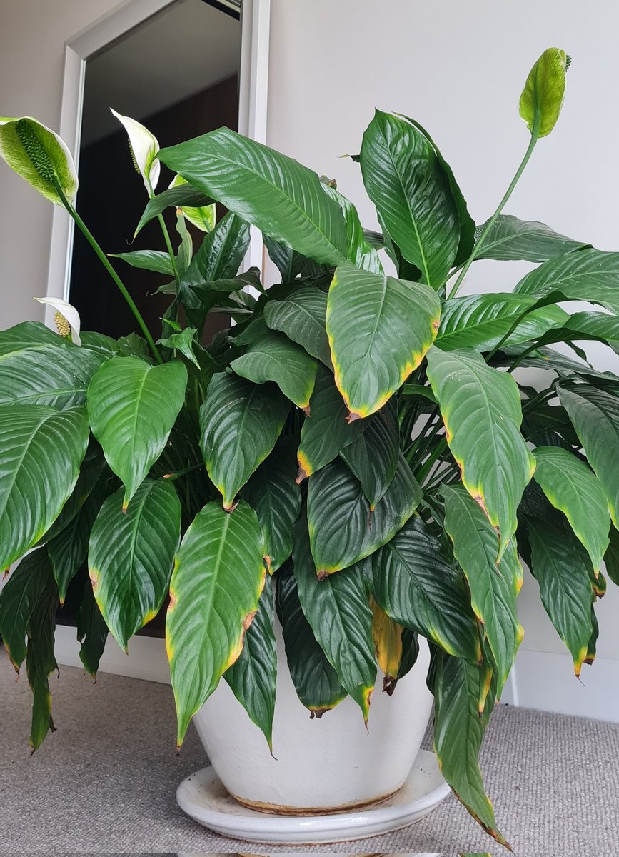 ShakiraOnwuka's tweet photo. I've had my peace lily for 6.5 years now. It started out as a semi baby plant 🪴 that I cycled home comfortably with from @PrahranMarket it's a reminder of growth @PlantLoveStory https://t.co/UtD3dwHfdQ