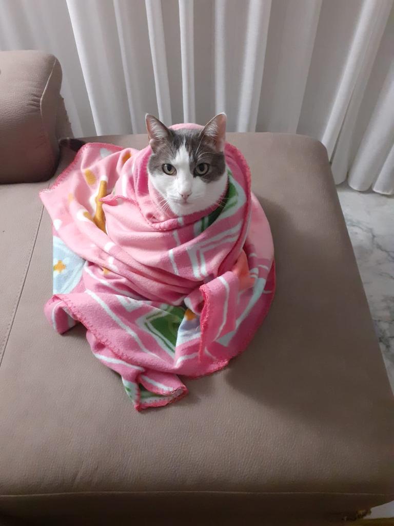 Meborn75's tweet photo. @glaucoroselli Io vizio il mio gatto?
Naaaaaaaaaaaaaa!!!!!! https://t.co/CTijNMQEdL