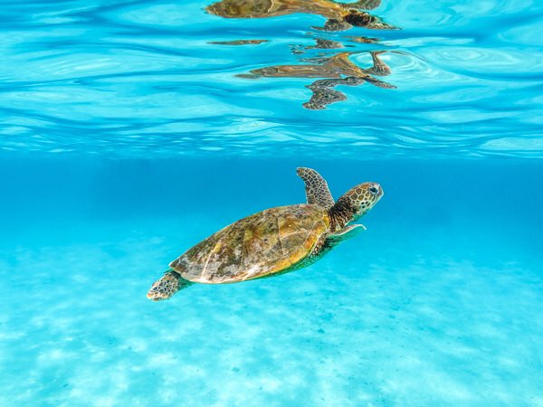 WestAustralia's tweet photo. Ryan + Nush from Shipwreck Hunters Australia share their top 6 snorkelling spots to interact with marine life in #WAtheDreamState 🤿 https://t.co/RgzBJgZINX https://t.co/xxO4Br8ATW