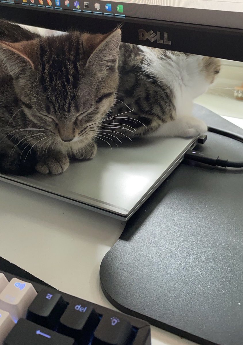 Sorry can’t have my video on, my cats are sleeping on my laptop. 

#CatsOfTwitter