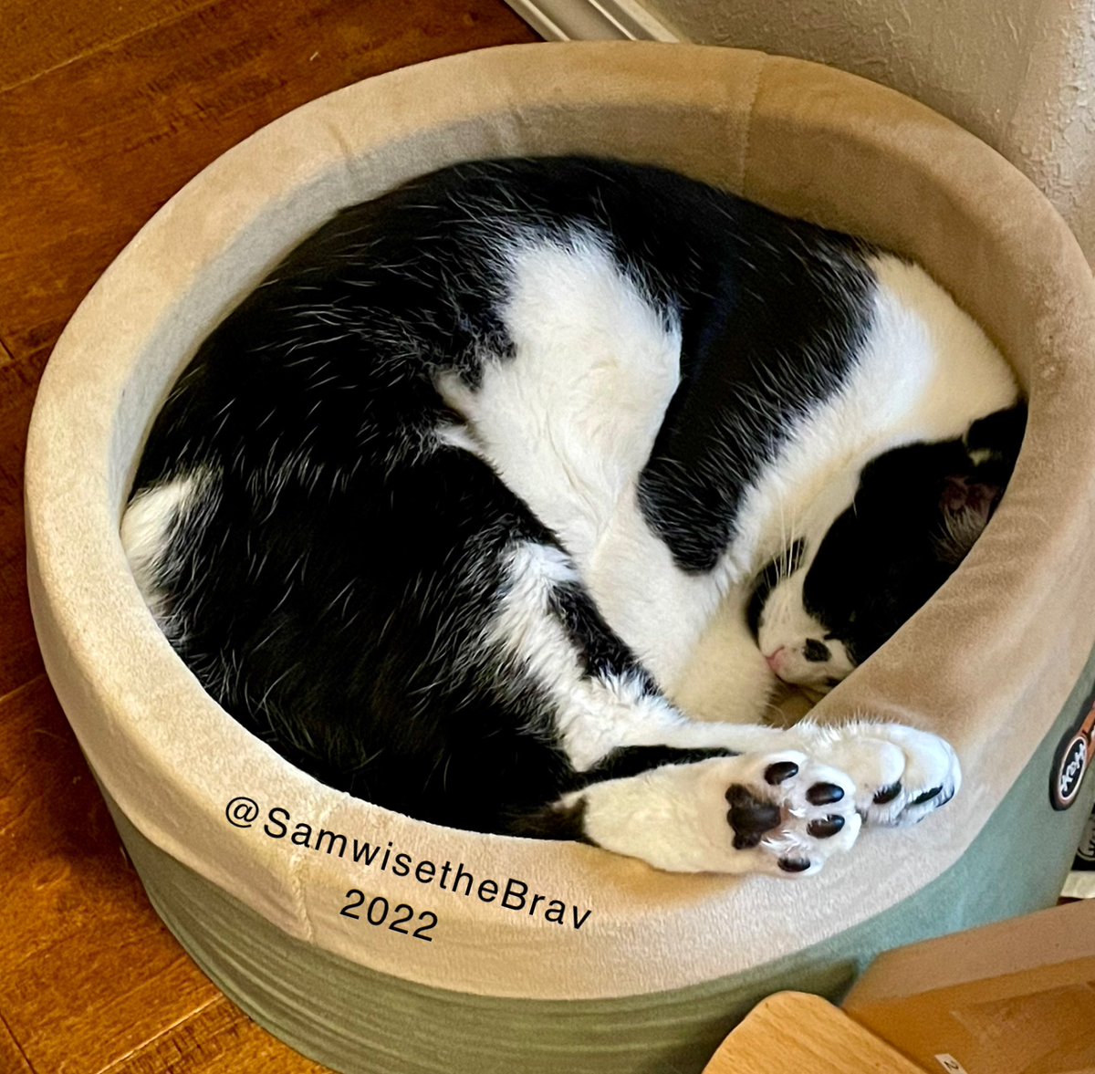 SamwisetheBrav's tweet photo. These are mine peets. 😻💚
#catlover #CatsOfTwitter #CutiePie https://t.co/YEnGkTrW3W