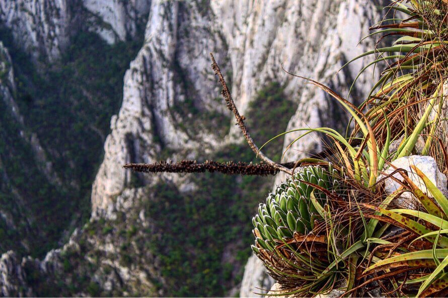 Agave victoriae-reginae en hábitat, no hace falta decir mucho más.