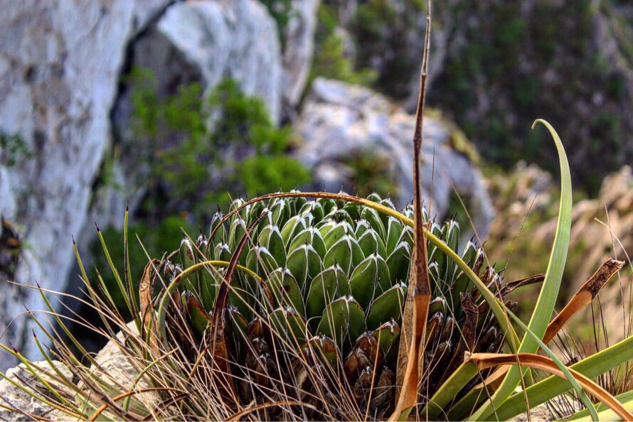 Juan Pablo Ortiz Brunel tweet media