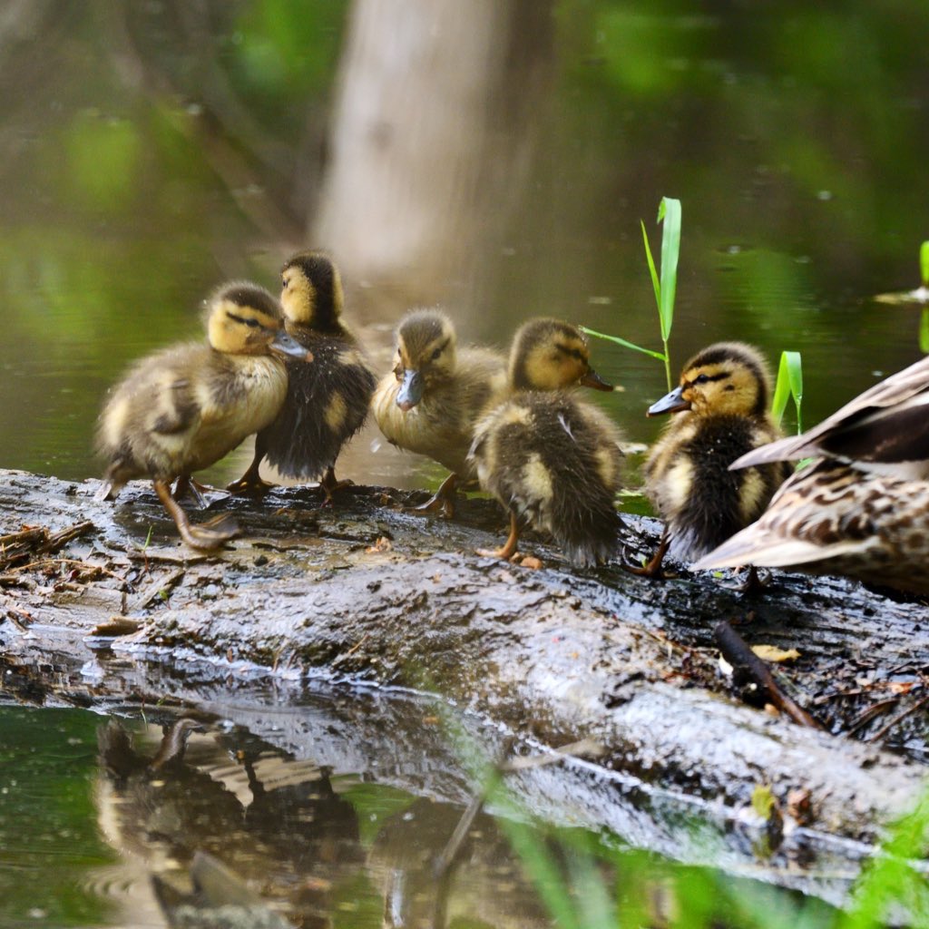 byelsachen's tweet photo. Some adorable Mallard ducklings today for #ArtAdventCalendar! https://t.co/VEwGVvtEXS