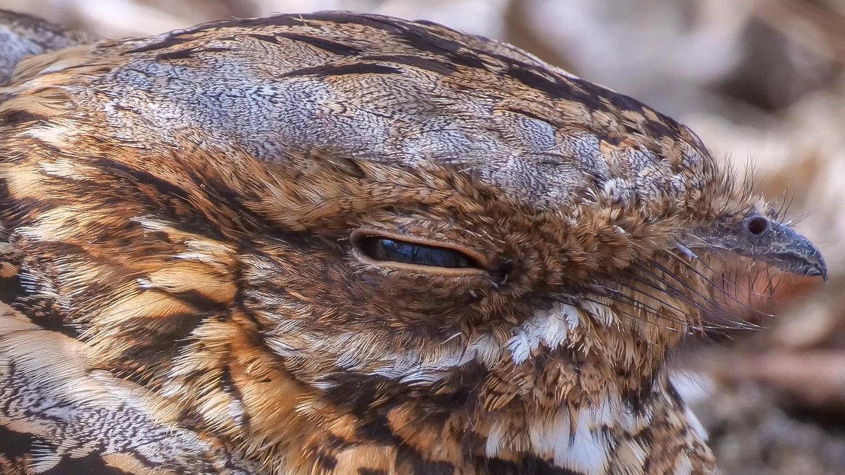 Super close up of a Red Necked Nightjar in Spain 🇪🇸 Thanks to @Otis_inglorius #digicoping #kowascoping #kowadigiscoping #panasoniclumix @KowaOptics @LumixUK