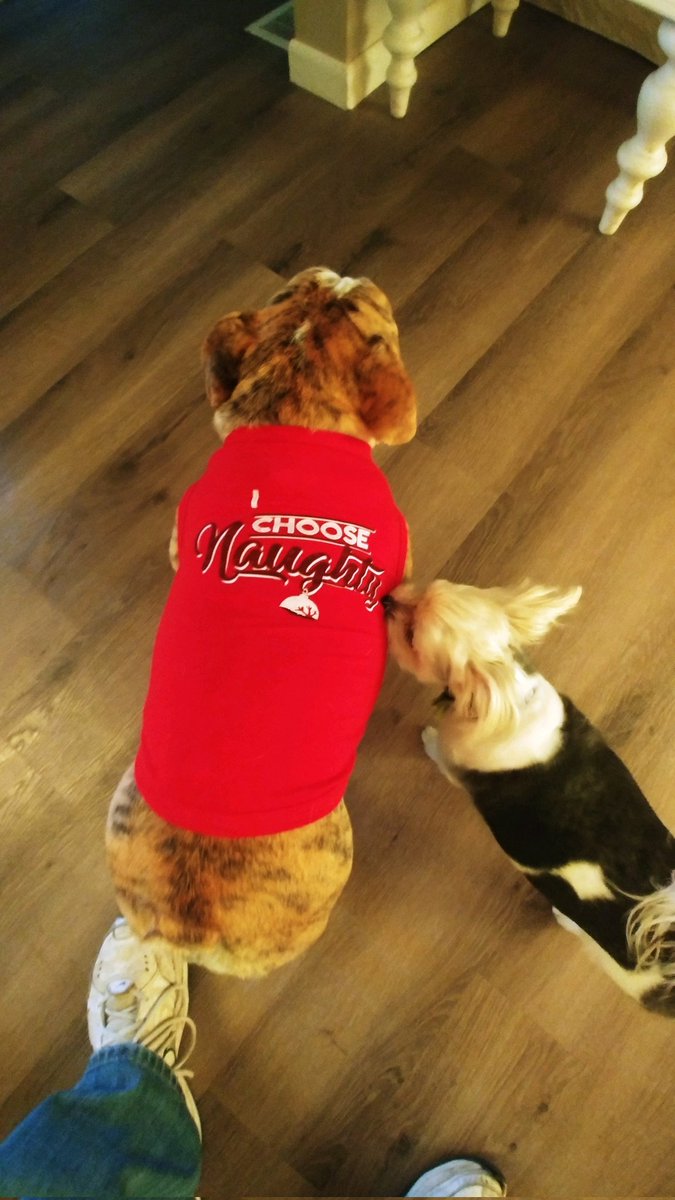 deniselynne1966's tweet photo. She didn't choose the naughty life...the naughty life chose her🤣🐾 #pipergrace @jenmastropaolo Jim bought t for her. I thought it had a fur collar...it was a fat roll🤣🤣🤣
@jamielynne223 🐾❤🥰 https://t.co/7461tLxe6U