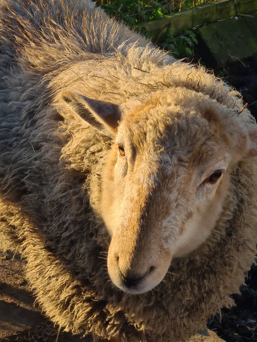 taliech's tweet photo. Buddy the Scouse sheep who thinks he's a dog. Pet lamb for life! #InLiverpool 😆 @onthefarmc5 https://t.co/BAS0ll50Nu