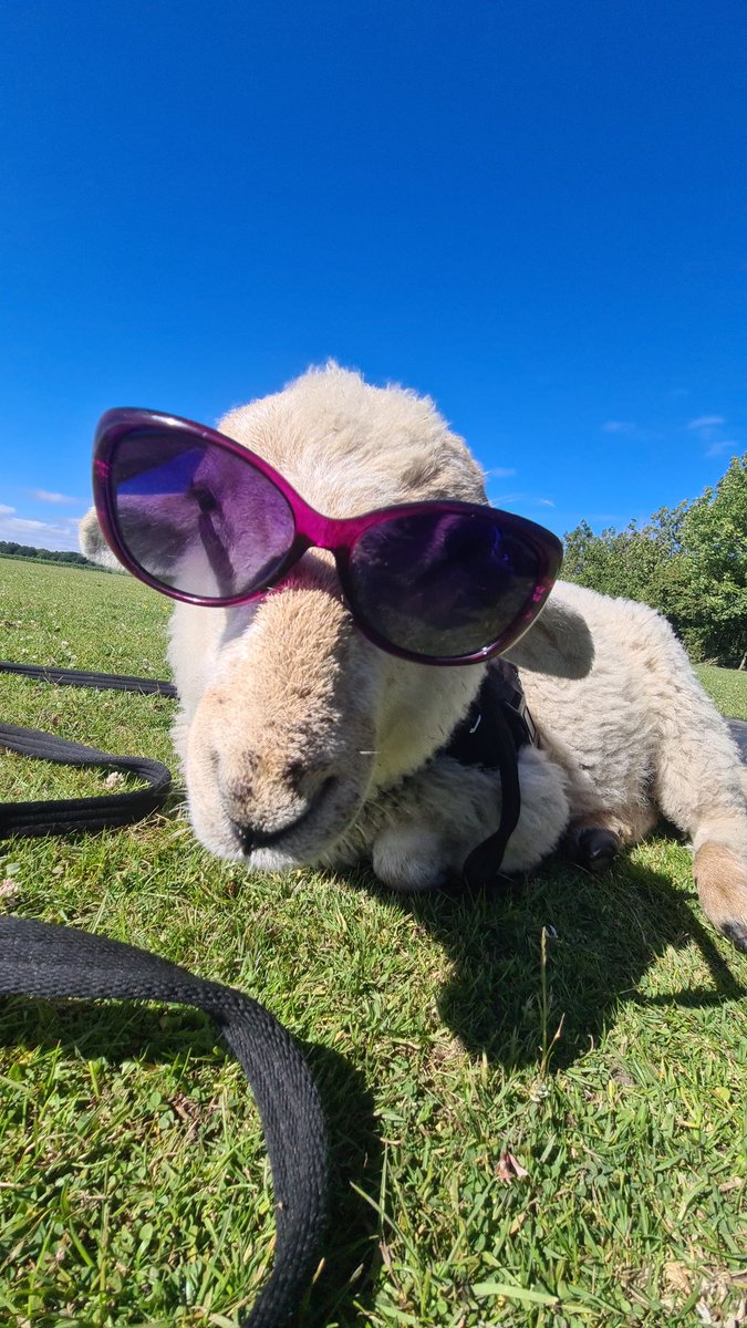 taliech's tweet photo. Buddy the Scouse sheep who thinks he's a dog. Pet lamb for life! #InLiverpool 😆 @onthefarmc5 https://t.co/BAS0ll50Nu