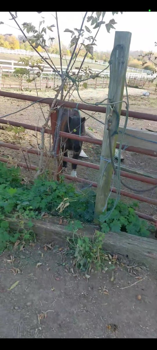 KubiRuby's tweet image. Her name is luna. I call her loonie toonies, but she bites HARD when she's not in the mood for pets