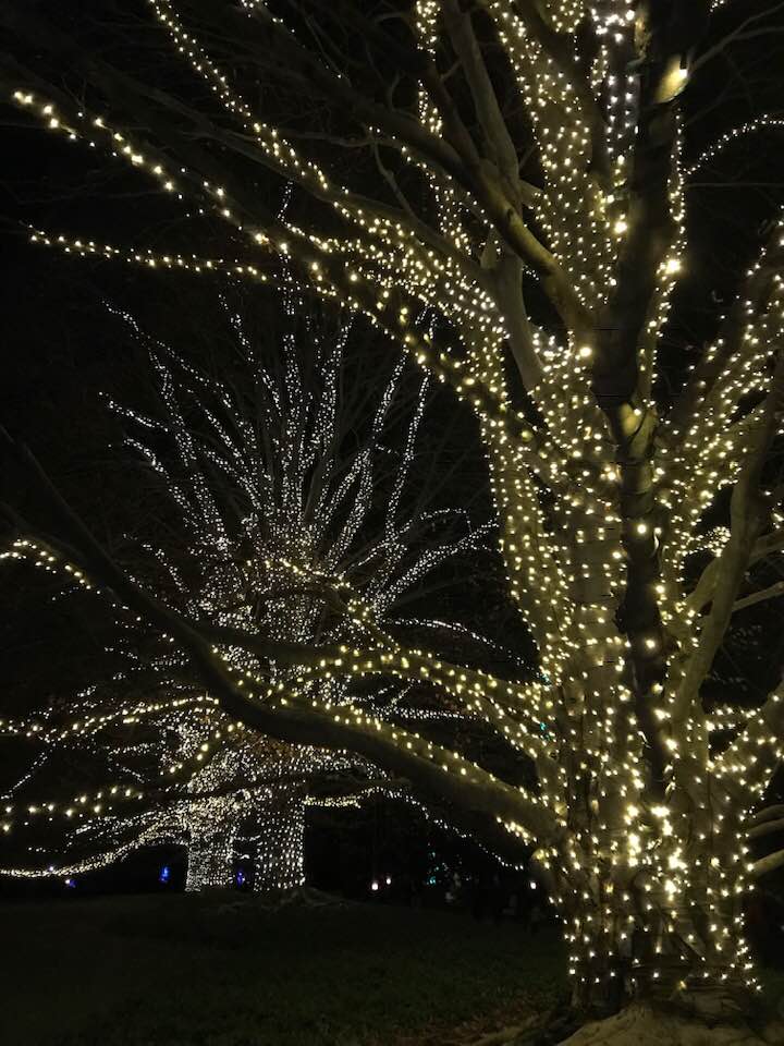 realmallard1's tweet image. Gloom fighters. #Weathersucks #Humanssuck #HolidayLights #moodlifter 💞🦆🌧️☁️⛄️🎄💞🦆