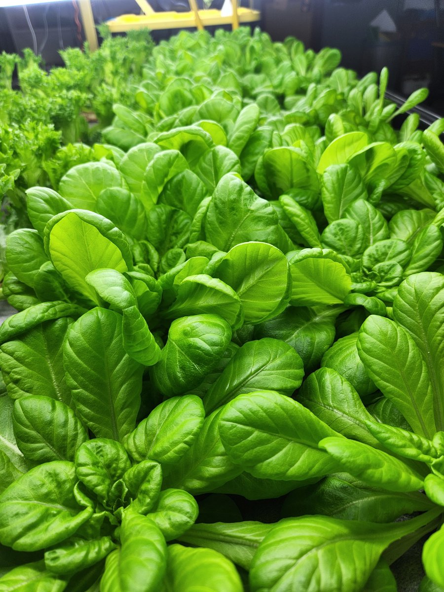 AshleyBaisley tweet media