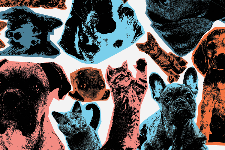 ABAJournal's tweet photo. A lawyer's passion for pets prompts a career switch. https://t.co/IIzJdtdXYz #interalia #characterwitness https://t.co/kjQMpvIIRS