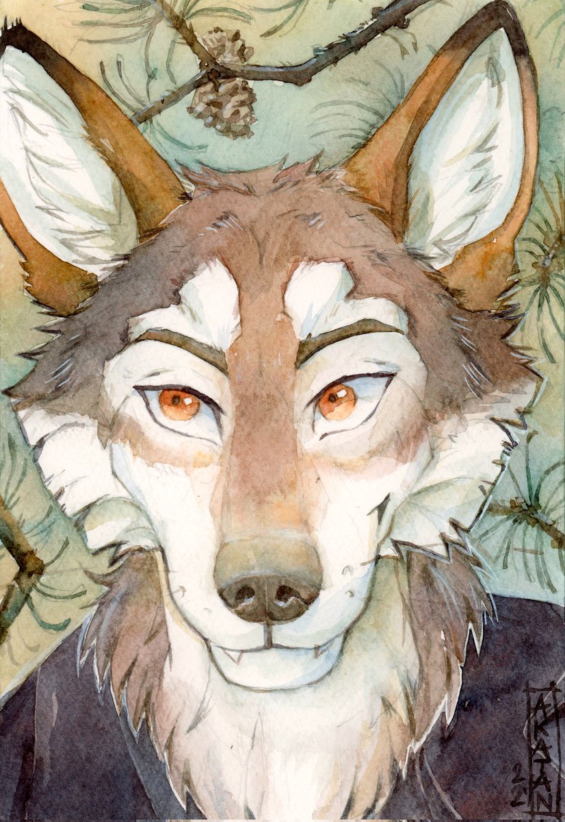 Timber Wolf and Pine Trees
