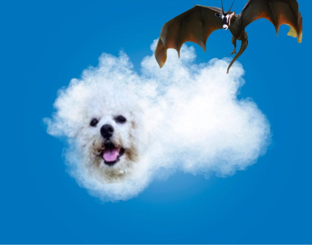 TedCruzPoodle's tweet photo. Just thinking on my boo....
#teamoodles
#adventureswithsnowflake https://t.co/XIC67krvFH