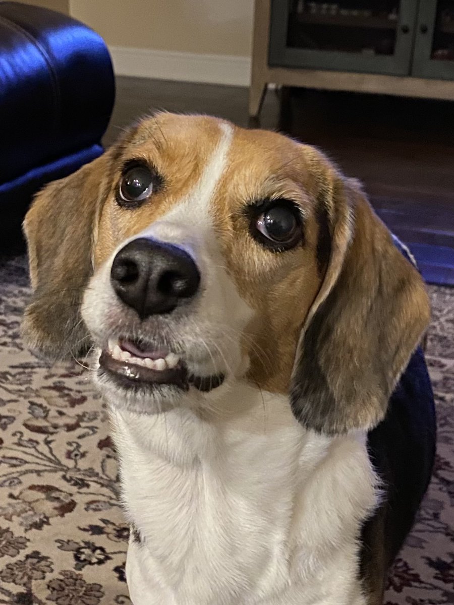 Look at mah teef! 🤣😂