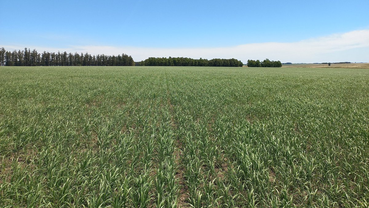 Facundo Seigal tweet media