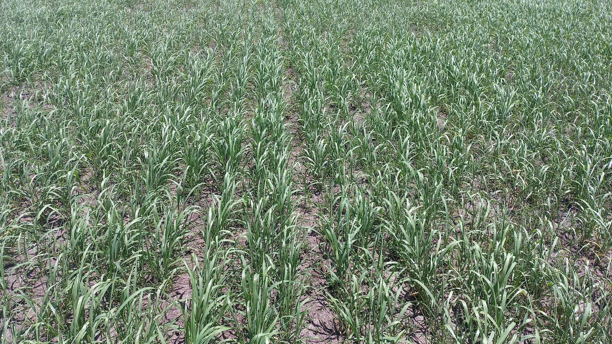 Facundo Seigal tweet media