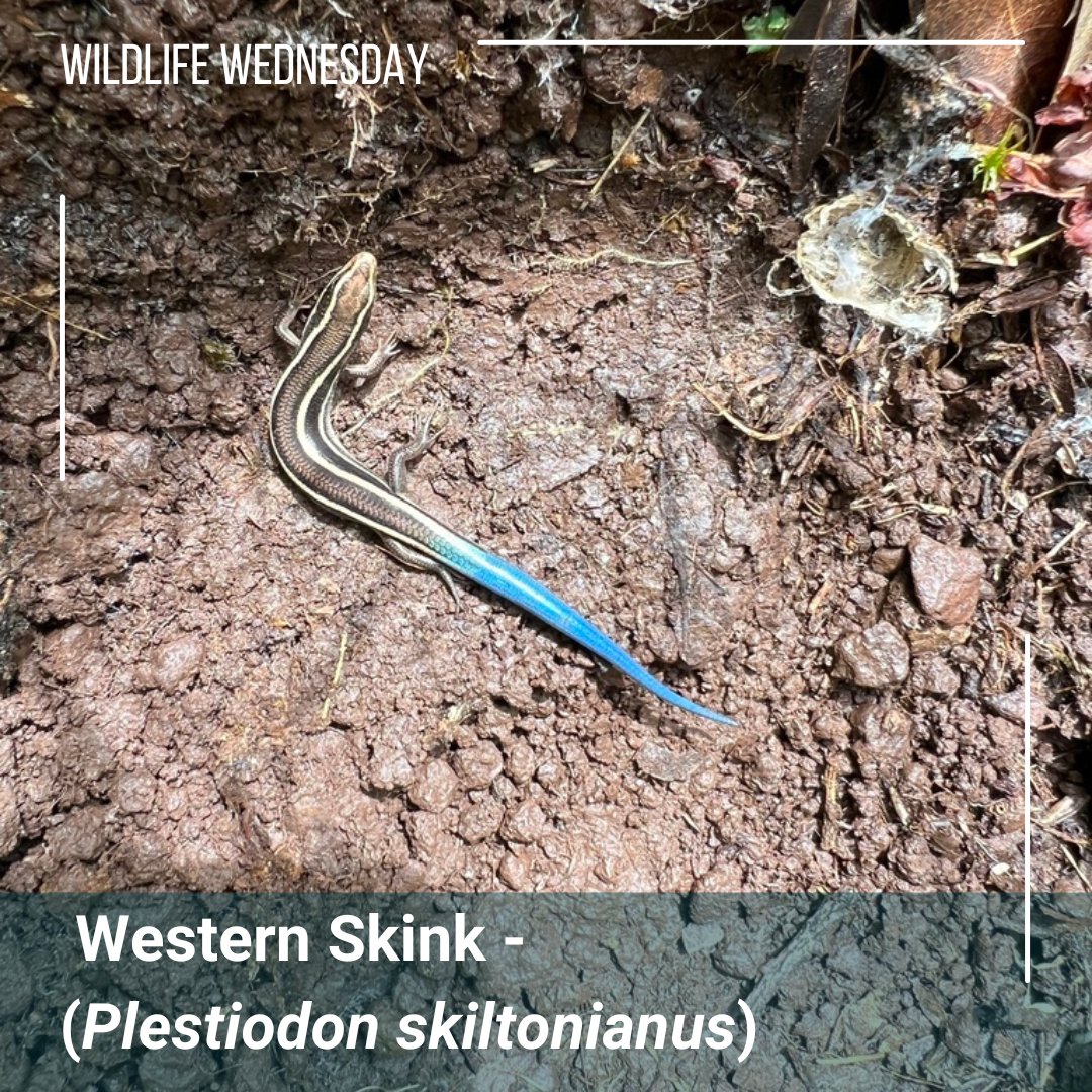 Happy #WildlifeWednesday! 
The Western Skink isspread throughout Northern California primarily near the coast. The western skink loves to bask in the sun for most of it's day, and actively forages through leaf litter to predate on variety of spiders and insects!