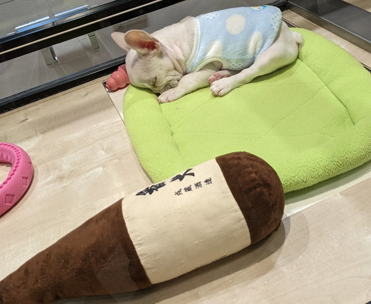 gamudagane's tweet photo. #おはようございます ☀☀☀

昨日ペットショップで
昔の自分を
見つけました😂😄🐸
今日も一日🦥🦥🐢 https://t.co/mW61sc8gau