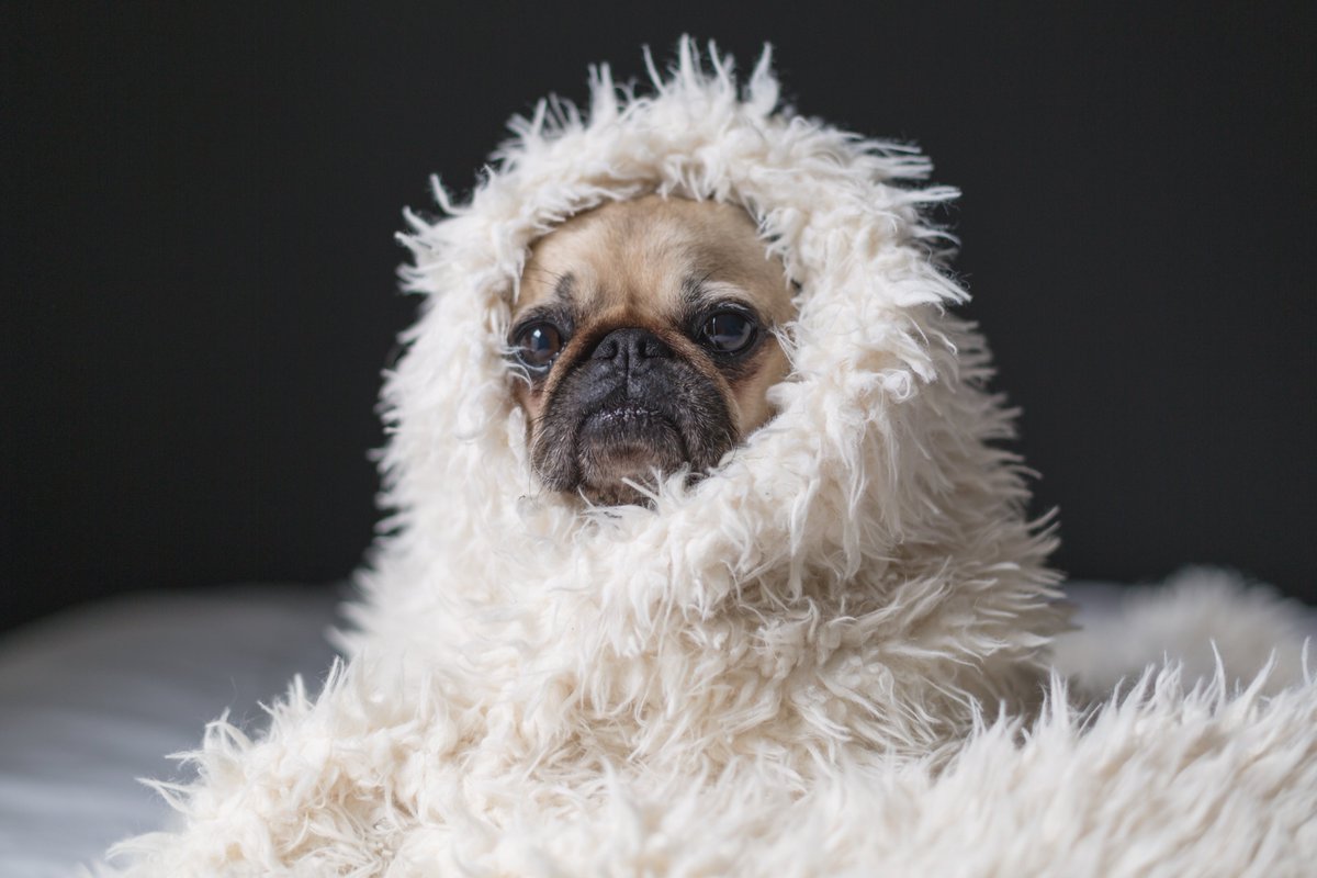 GhostWriternSky's tweet photo. Tops On The #Christmas #Lists
Weighted #Blanket
#Twitter #Music #LetItSnow #Mood #Frosty #WordPress #YouTube #Spotify #Podcast #GhostWriter #HolidaysAreComing #Winter #Pup #Love #Life
https://t.co/DL2k7UmMTc
https://t.co/dBPtzC7hcC
https://t.co/i72do3Orhu https://t.co/kM3Gtlj8TI