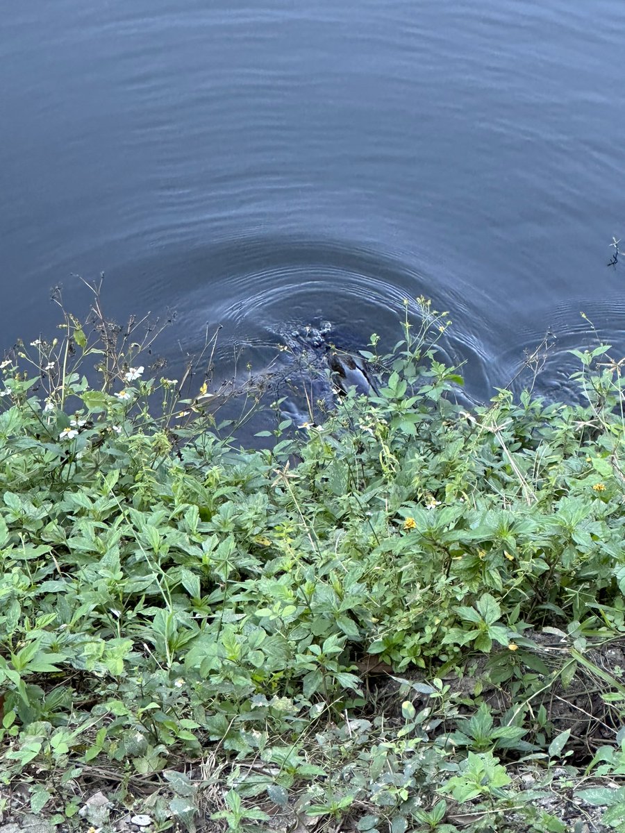 HelloHappyTime's tweet photo. Today I saw a river otter and an alligator so I win as far as days go https://t.co/qdH88Y7set