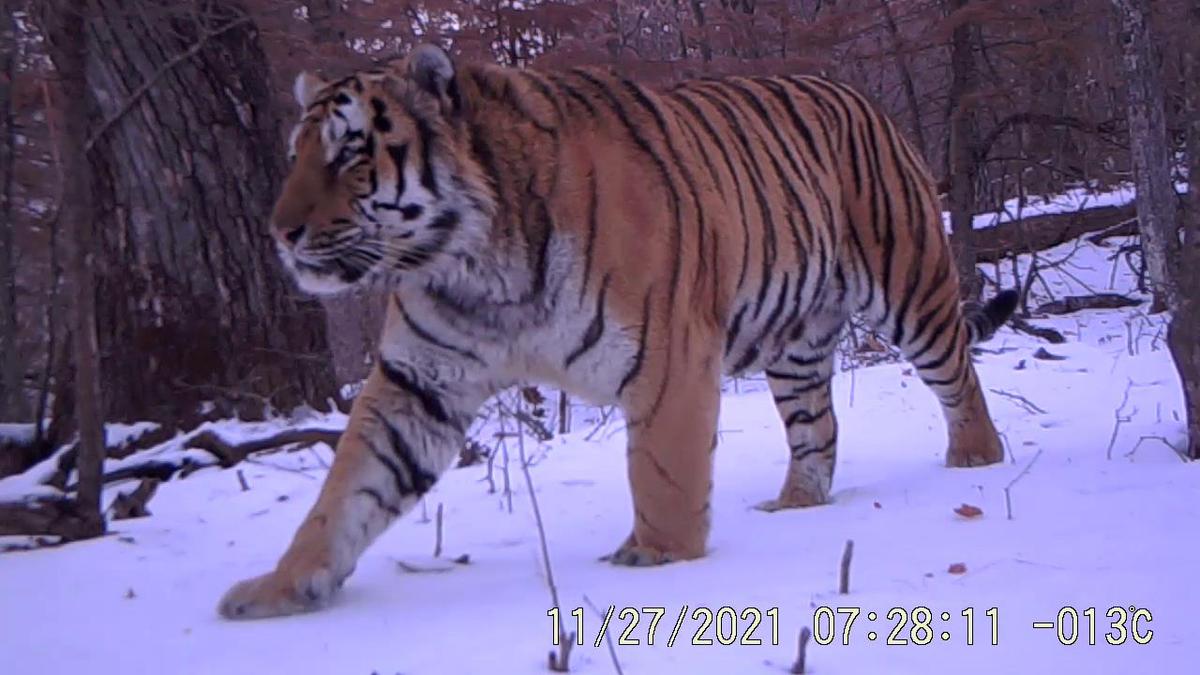 duan-lianru-from-the-hunchun-bureau-of-the-northeast-china-tiger-and
