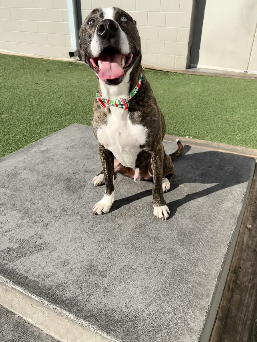 dogtopiajaxsb's tweet photo. Bow tie day!!!! https://t.co/1AO0VdGdy5