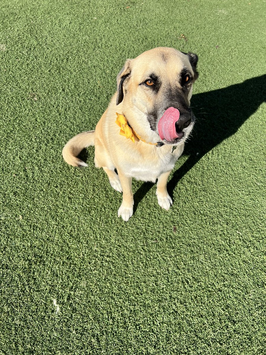 dogtopiajaxsb's tweet photo. Bow tie day!!!! https://t.co/1AO0VdGdy5