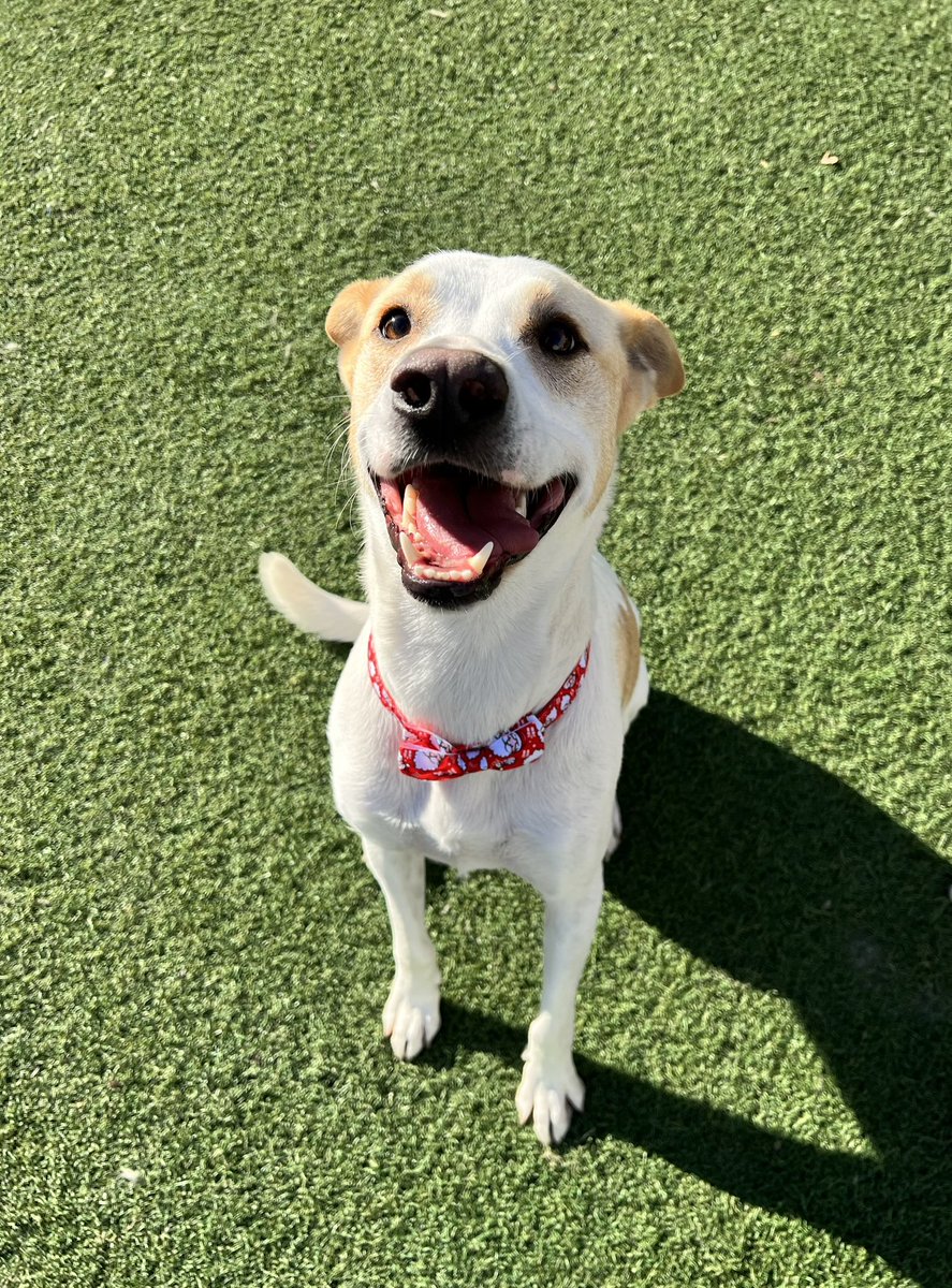 dogtopiajaxsb's tweet photo. Bow tie day!!!! https://t.co/1AO0VdGdy5