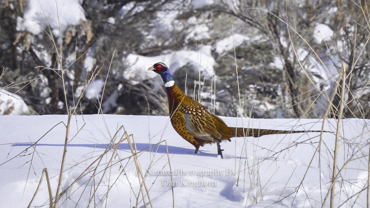 Dan_Kinghorn77's tweet photo. A #RoosterPheasant making tracks in the snow. #NaturePhotography #WildlifePhotography #Nature #Birds #BirdPhotography #ThePhotoHour https://t.co/btlCFghkML