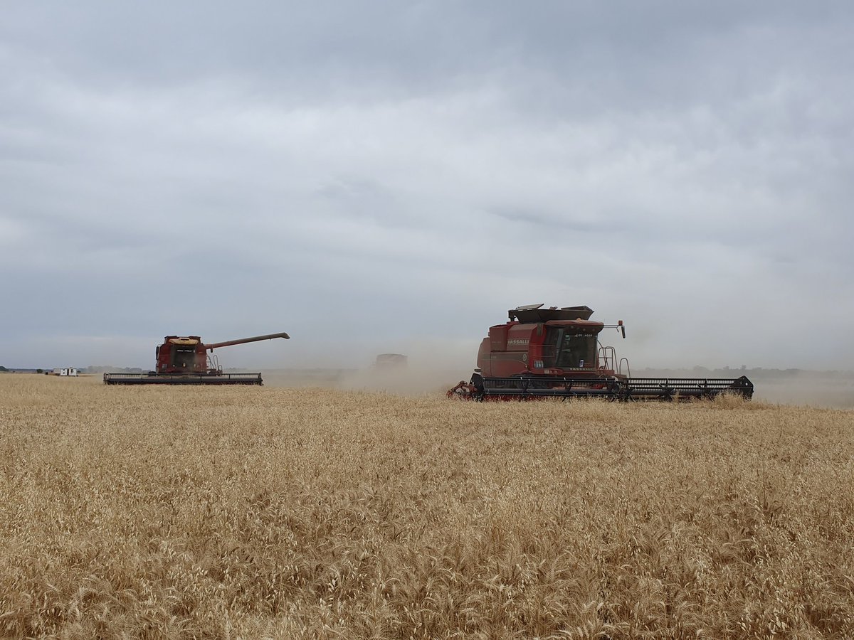 caw_brown's tweet photo. Argentine wheat harvest hit by severe El Nina drought. Down to possible 10mt from 23mt last year. Soya &amp; maize impacted too - planting delays due to lack of soil moisture &amp; no rain forecast after 3 months of drought. Country could be down 30-40mt on original season 120mt forecast https://t.co/ibSi2A4Q9Y