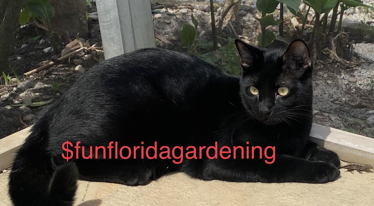 gsmithjohnson's tweet photo. @CashApp $funfloridagardening https://t.co/PZe43B0rwQ