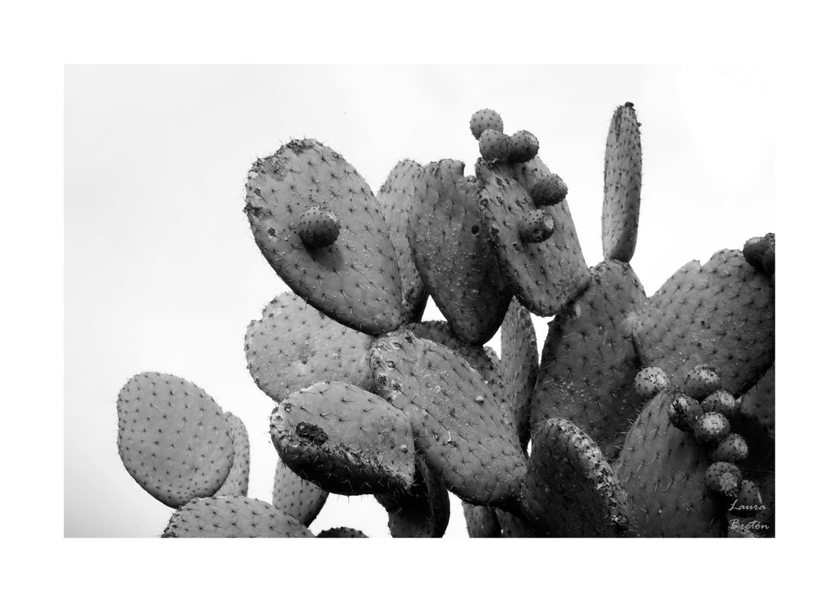 La Compa Laura tweet media