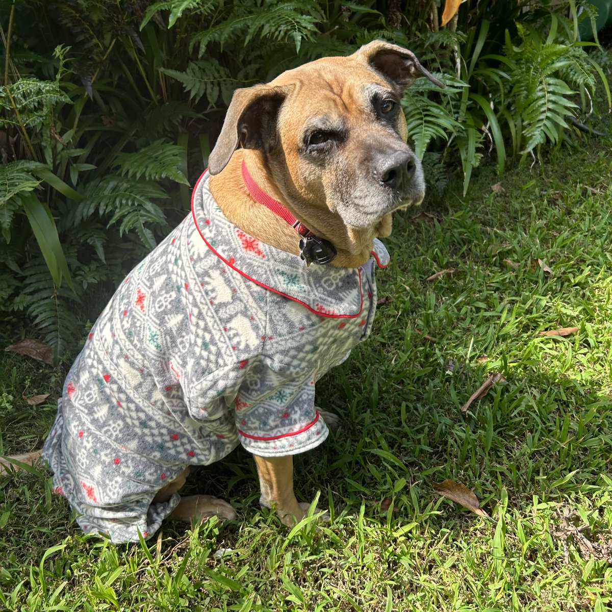 HIPacParks's tweet photo. Beedo, the official HPPA Holiday Dog, sends you his distinguished holiday best wishes from his home territory on Maui, and also reminds you that many national parks have B.A.R.K. Ranger programs!
#Beedo #HPPA #AVeryGoodBoy #BARKRangers #HappyHolidogs https://t.co/f4mqZEF5TW