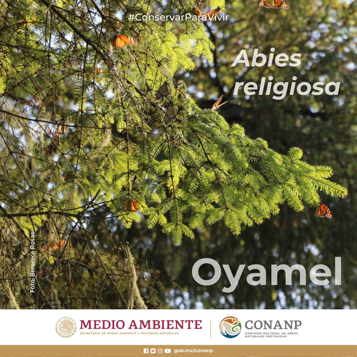 El bosque de oyamel (Abies religiosa) es el preferido de la #MariposaMonarca. 🦋

Es una conífera única que solo se encuentra en México, por su belleza se le cultiva para ser utilizado como árbol de Navidad. #ConservarParaVivir 🎄🦋🧡🌿🌊🌲🇲🇽