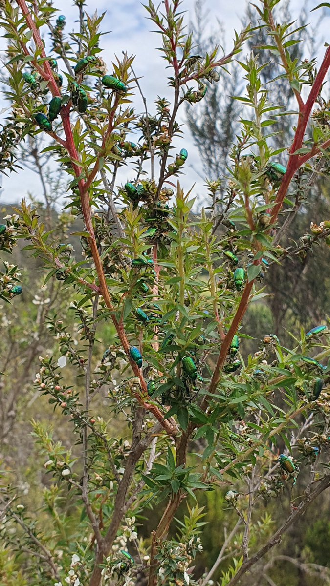 The beetles are getting in the Christmas spirit and decorating the tea trees.