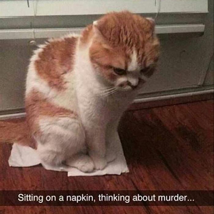CATBRAINCELL tweet picture