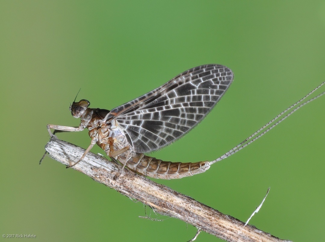 Phil Rowley Fly Fishing tweet media