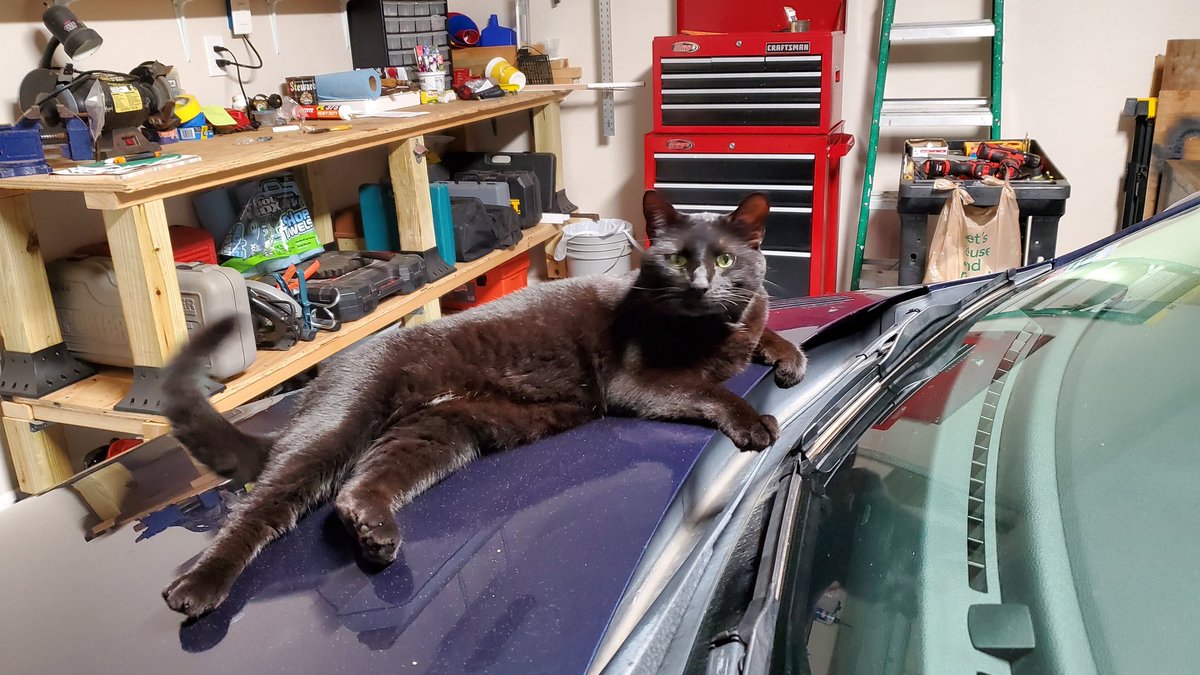 cvivian86's tweet photo. She thinks she a model in a music video...#LifeWithDaisy #CatsOfTwitter https://t.co/s8HEPbZQX2