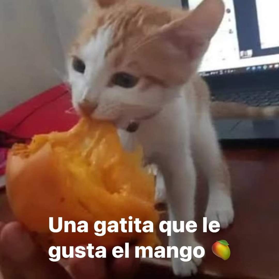 gatitos_qctd's tweet photo. https://t.co/UaOfiejA0o