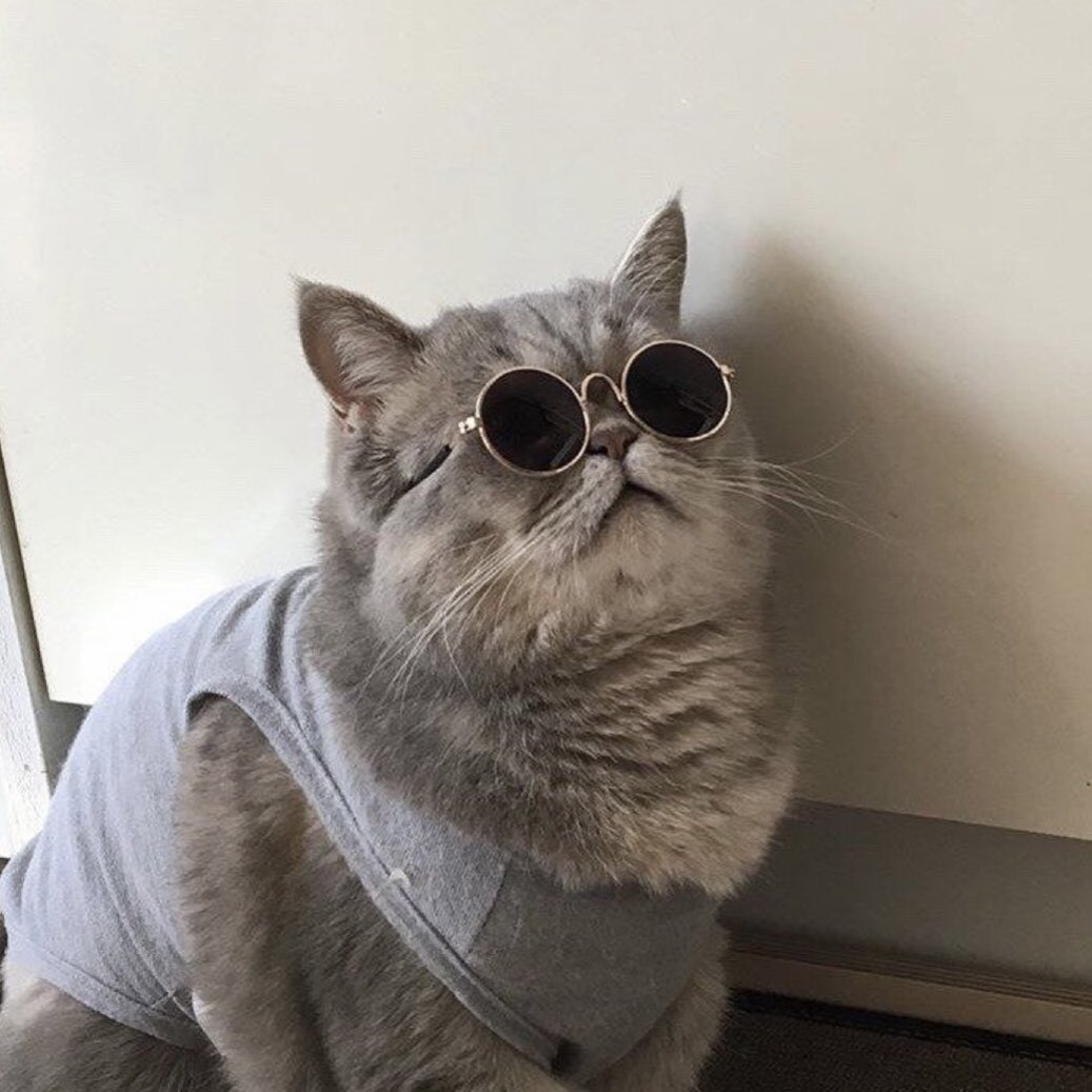 leclercphotos's tweet photo. charles leclerc as a cat: a thread; https://t.co/kJB27cG8Fd
