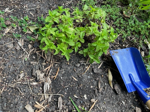 Cryptohuman01's tweet photo. #GoGreenWith5ire with @5ireChain 

Planted some mints today.

@MingoAirdrop 
@0xAdelaide 
@0xAdesola 
Join the movement for some potential airdrop. https://t.co/Xg8AGKqCTB
