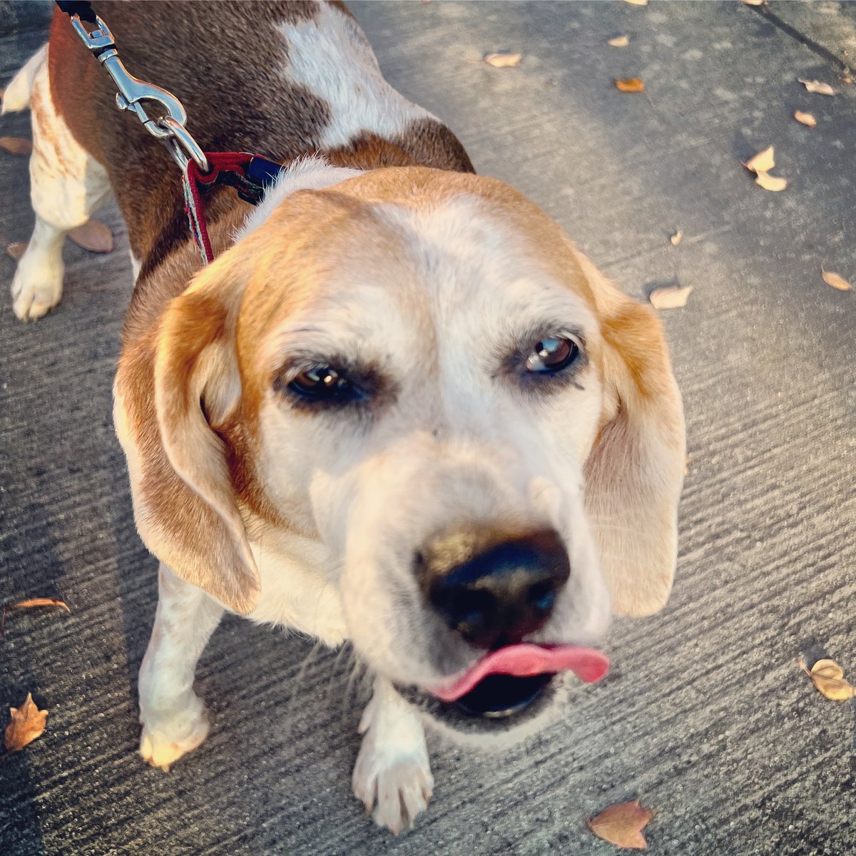 chaparksdept's tweet photo. #WetnoseWednesday!
Maggie enjoying a stroll at Main Terrain art park. Thanks William. #Chattanooga #chaparks @Chattanooga_gov https://t.co/eDG0P0x4c2
