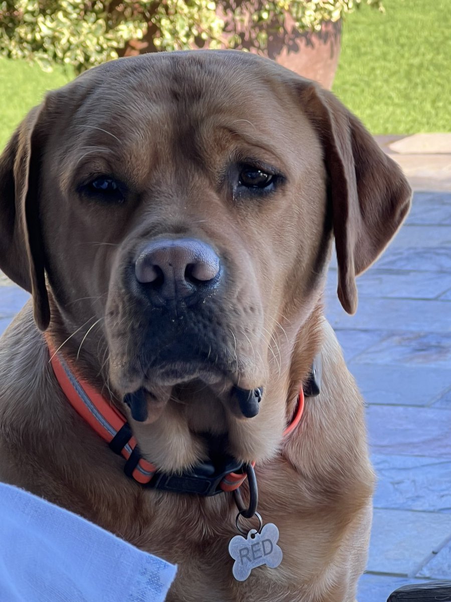 RealRomaDowney's tweet image. This is my very handsome red Labrador called ….. red !! Took me a long time to come up with his name !! 😊🤣 #reddog #redlab #redlabrador #dogs #DogsofTwittter