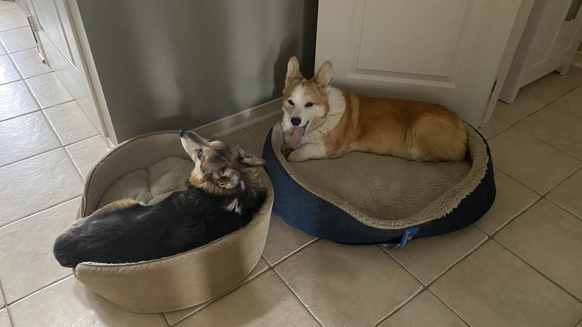 JackBeCorgi's tweet photo. Howdy folks.  It’s almost been a year since our last post.  Doogle and I are doing good, just getting used to some changes in the house.  More posts coming soon. https://t.co/TTLoNHhxkw